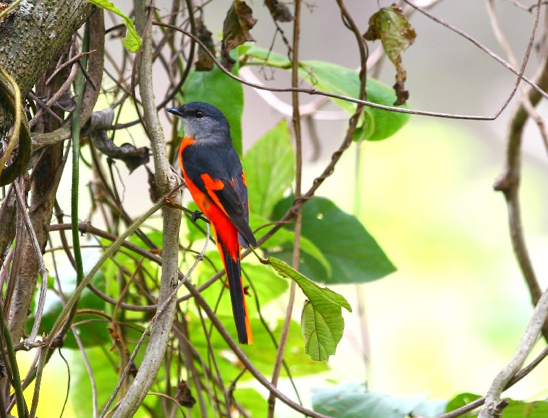 紅山椒鳥Yellow throated Minivet