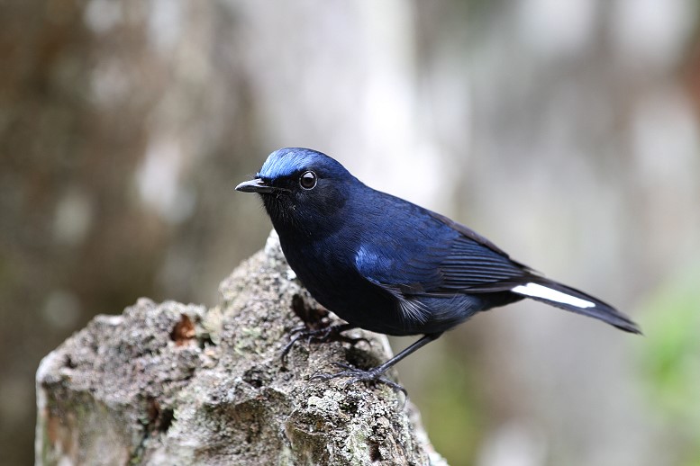 白尾鴝　White- tailed blue robin
