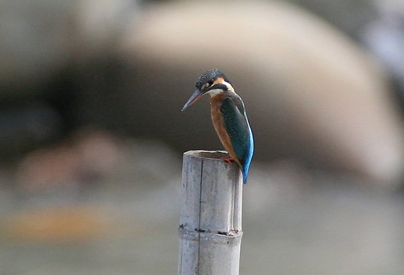 翠　鳥　 Kingfisher