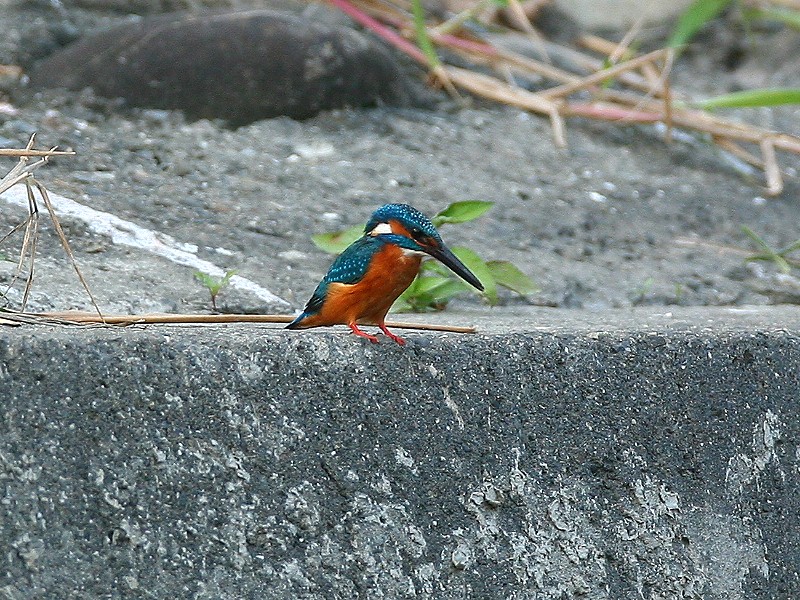 翠　鳥　 Kingfisher