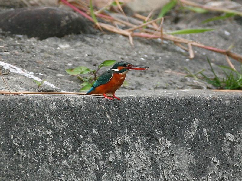 翠　鳥　 Kingfisher