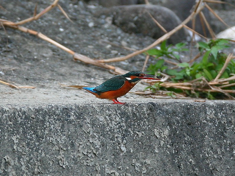 翠　鳥　 Kingfisher