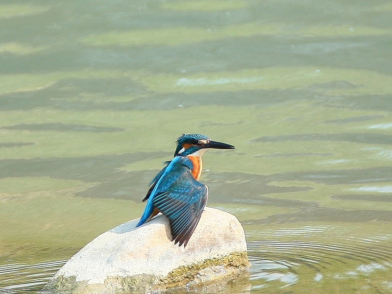 翠　鳥　 Kingfisher