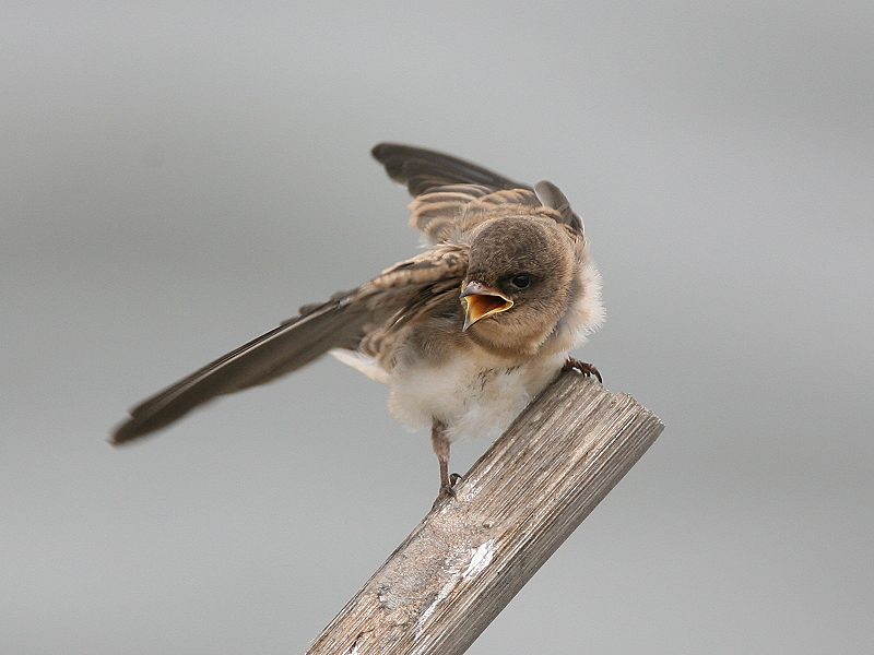 棕　沙　燕　 Plain　Sand Martin