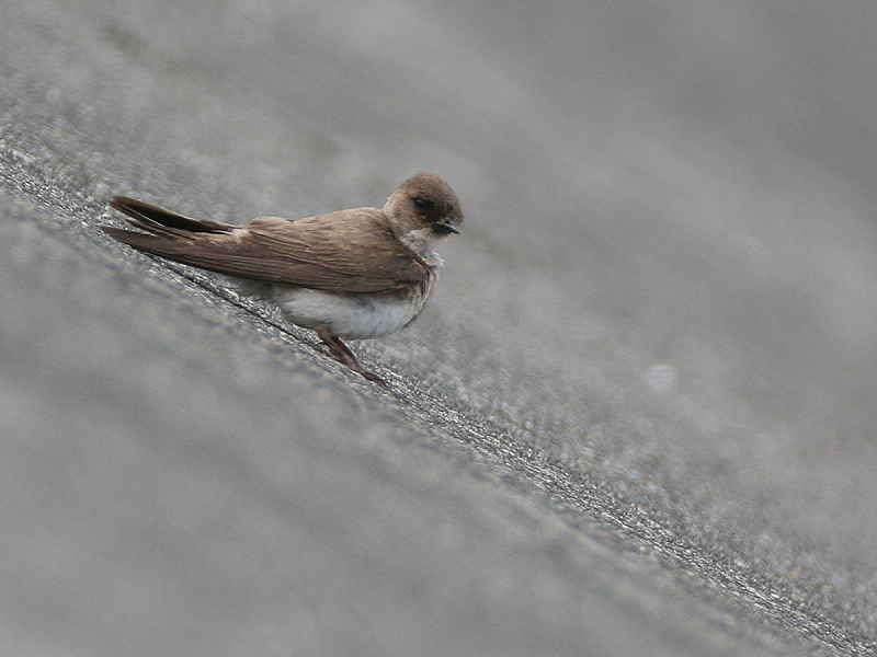 棕　沙　燕　 Plain　Sand Martin