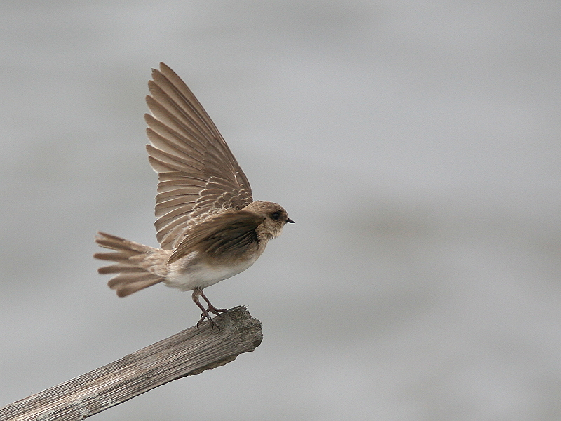 棕　沙　燕　 Plain　Sand Martin