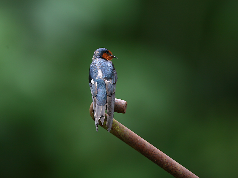 洋 燕 Pacific Swallow