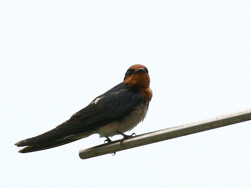 洋 燕 Pacific Swallow