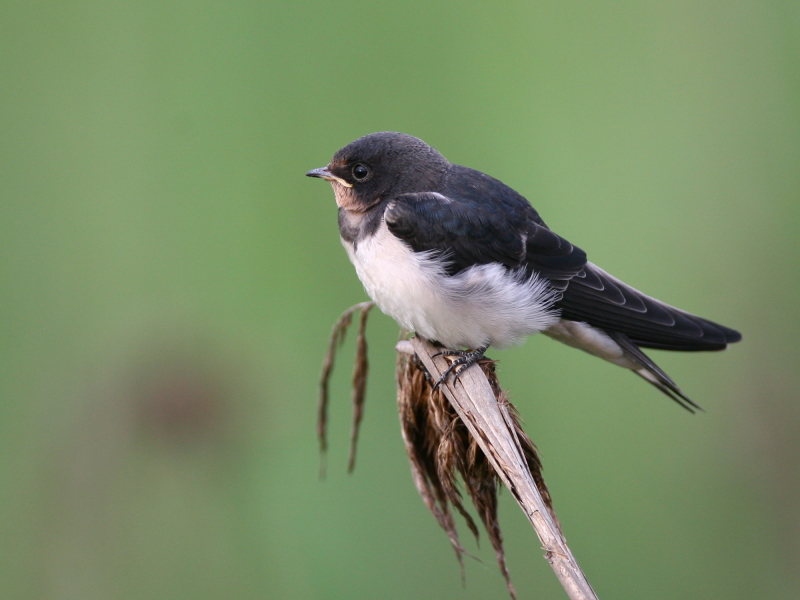 家　燕　 Barn Swallow