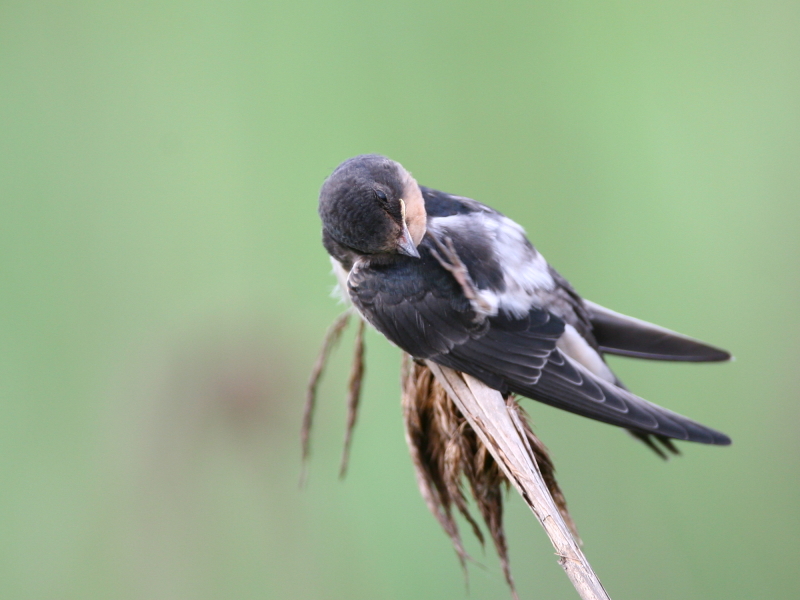 家　燕　 Barn Swallow