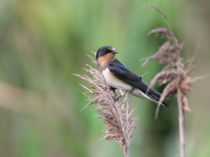 家　燕　成　鳥　　Barn Swallow