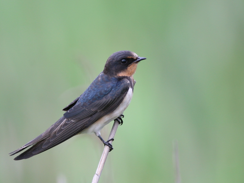 家　燕　成　鳥　　Barn Swallow