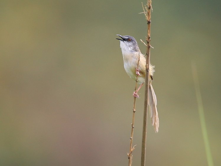 灰頭鷦鶯　Yellow-bellied Prinia