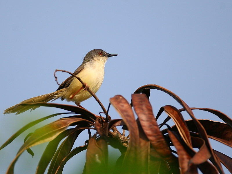 灰頭鷦鶯　Yellow-bellied Prinia