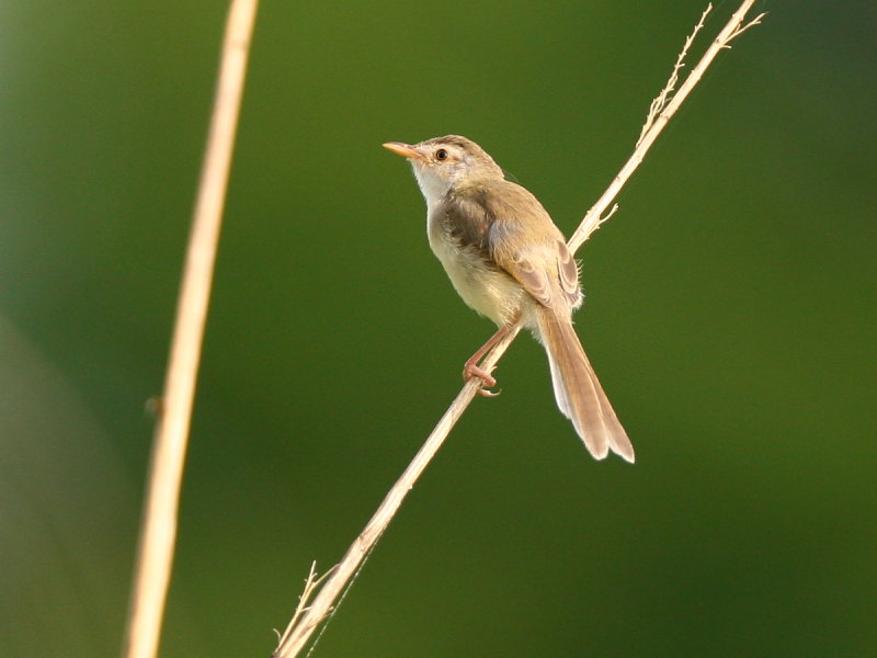 褐頭鷦鶯　Plain Prinia