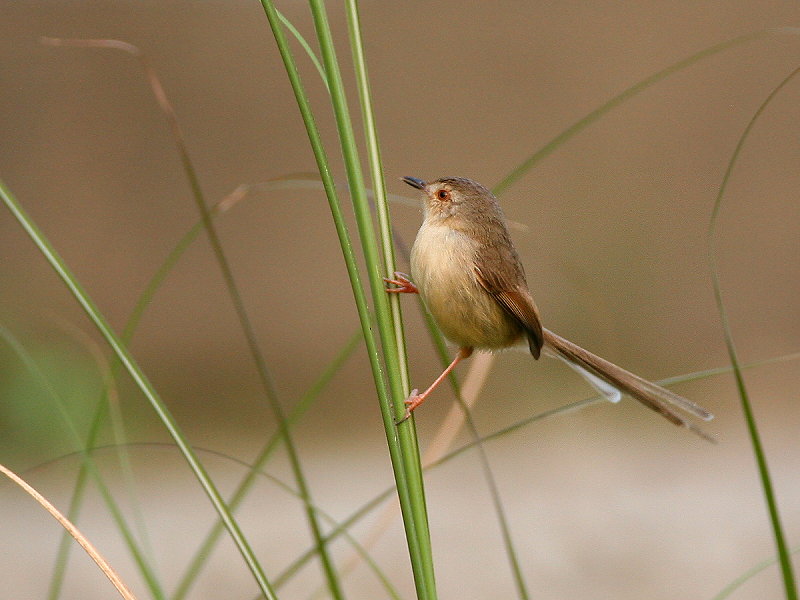 褐頭鷦鶯　Plain Prinia