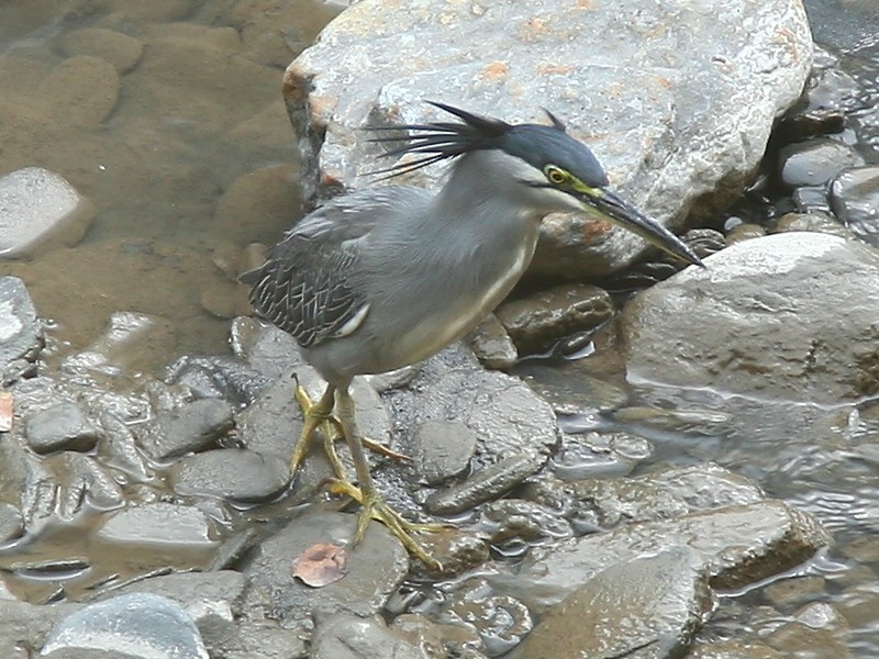 綠蓑鷺 Striated Heron