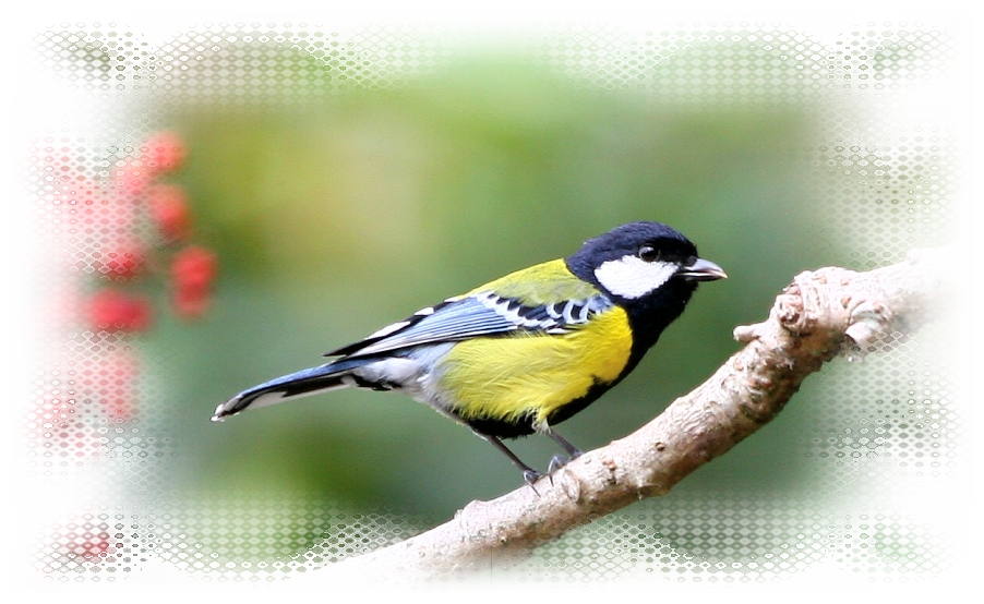 青背山雀 Green-backed Tit 