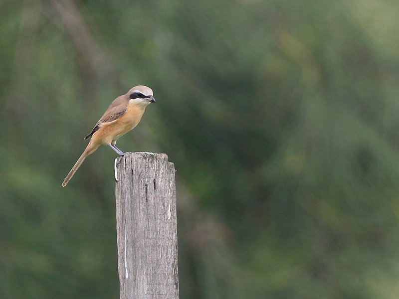 紅尾伯勞　Brown Shrike