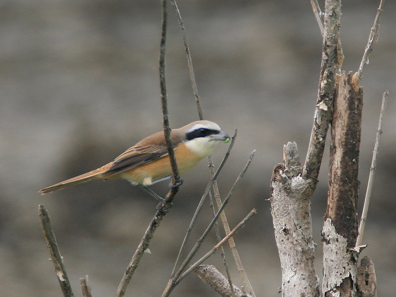 紅尾伯勞　Brown Shrike