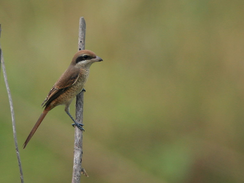 紅尾伯勞　　Brown Shrike