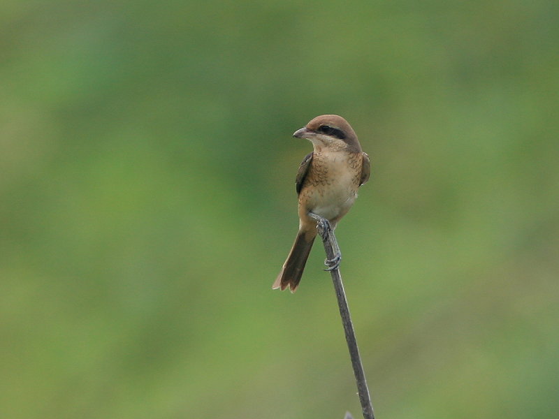 紅尾伯勞　　Brown Shrike