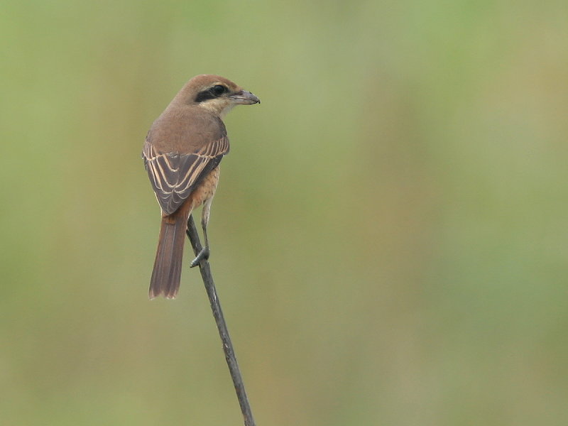 紅尾伯勞　　Brown Shrike