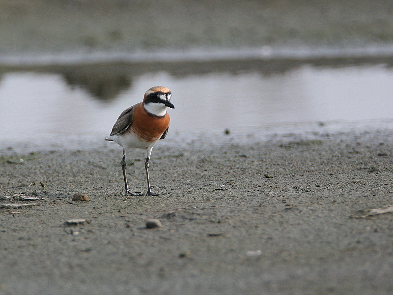 蒙古沙鴴 Lesser Sand Plover