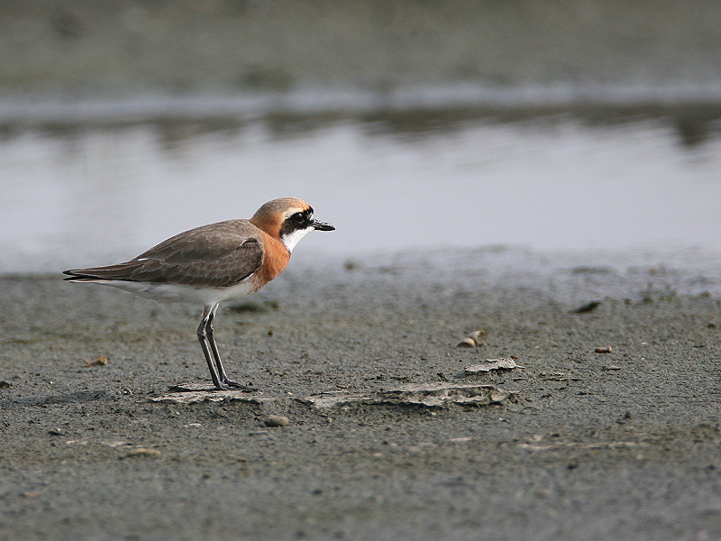 蒙古沙鴴 Lesser Sand Plover