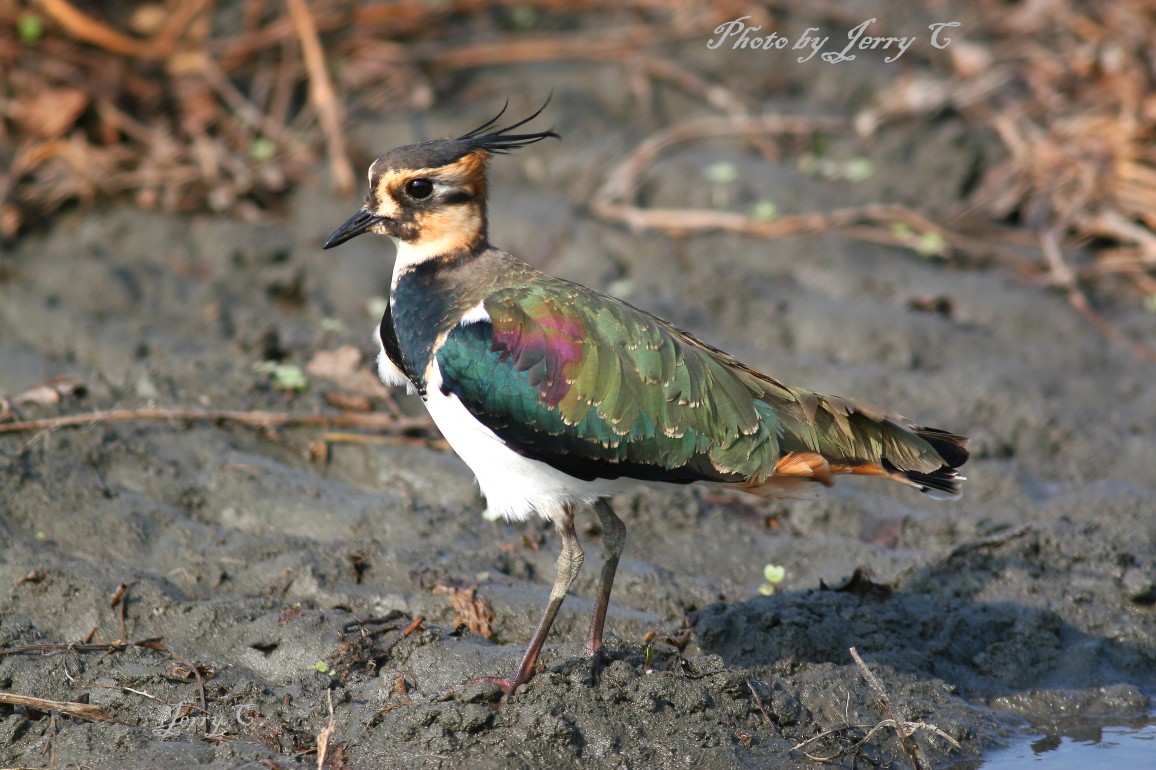 小　辮　鴴　Northern Lapwing