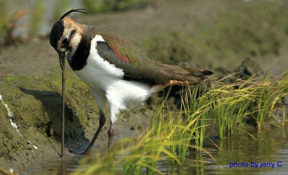 小辮鴴　Northern Lapwing 強拉出泥土中蚯蚓