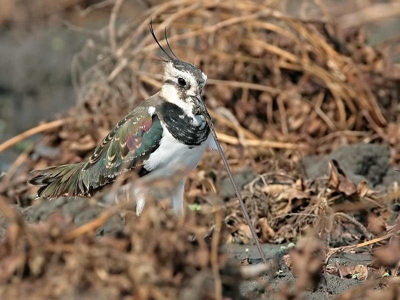 小辮鴴　Northern Lapwing 強拉出泥土中蚯蚓