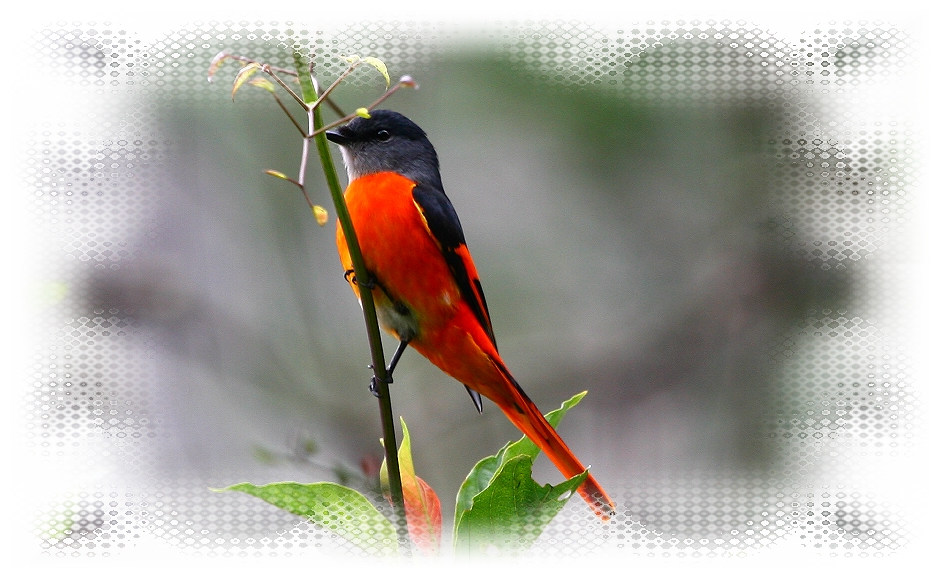 紅山椒鳥(雄的紅)　Yellow throated Minivet